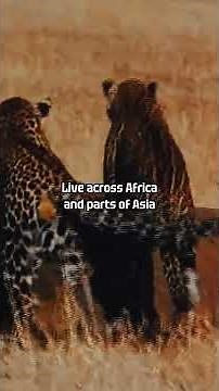 Jaguar vs Leopard: The Key Differences Explained #nature #jaguar #leopard #bigcats #nature