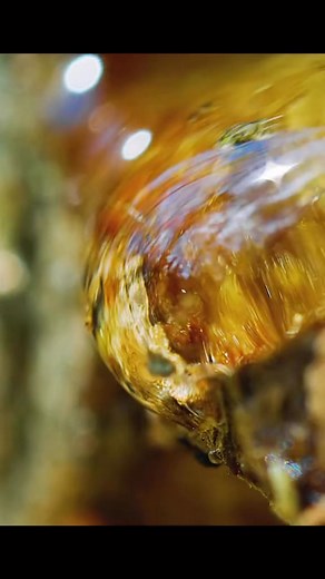 349K views · 4.8K reactions | A sap sucker #animalworld #animals #sapsucker #woodpecker | Animal Documentary | Facebook