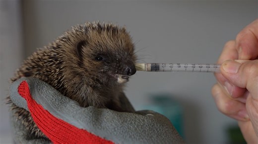 Le CREAVES de Namur devient le premier hôpital pour la faune sauvage en Wallonie - RTBF Actus