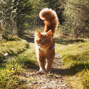7M views · 322K reactions | That floofy tail! (courtesy: @primuscat) | Love Meow | Facebook
