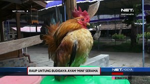 44K views · 408 reactions | Budidaya 'Ayam Serama', Datangkan Rezeki #ayamserama | MDTV | Facebook