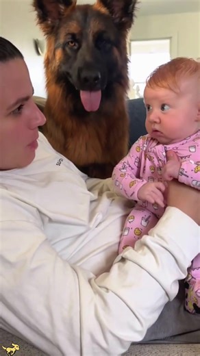 My dog is my perfect replica 🤣#dog #funnydog #fyp #dogsoftiktok #dogs | Dog Videos