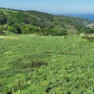 🌳 Creating a woodland for future generations! 🌱 Through our #MOREwoods scheme, we helped Phil and Chelsea plant a new woodland in Devon. 💬 "The process was really streamlined, with it only taking around six months from initial application to the trees being delivered." 👉 Want to create a woodland? Apply for saplings, advice and funding with our MOREwoods scheme funded by Lloyds Bank: https://bit.ly/3WKFt4N 👉 Learn how we delivered Phil and Chelsea's woodland goals: https://bit.ly/3TaqDnx | 
