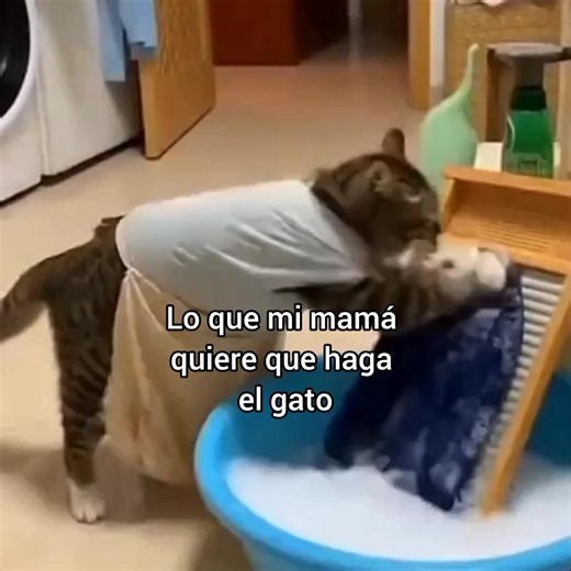 Funny Cat Videos Compilation — Best Cat Humor Clips