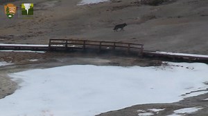You never know what you might see on any given day on the Old Faithful live-stream webcam. Yesterday we caught this quick glimpse of a lone wolf trotting through the Upper Geyser Basin! Thanks to our longtime partners at Canon USA for making this live view possible! 👉 Check it out at https://www.yellowstone.org/old-faithful-streaming-webcam/. | Yellowstone Forever