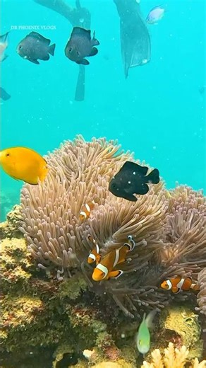 Day 4 Scuba diving Andaman | Havelock Island | #incredibleindia