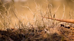 219K views · 141 reactions | Reptile enthusiasts, this is for you! 年...