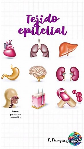 Tejido epitelial. #histology #biologia #medstudent #science #sabiasque