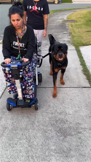 5.2K views · 89 reactions | It has been 1 week since my last visit - and the humans have done everything asked of them to start reversing some of those Bratish behaviours. The carers no longer need to throw treats to move in the house. So today we started the process of tethering to the scooter so mum can concentrate on driving | DogTraining101 | Facebook