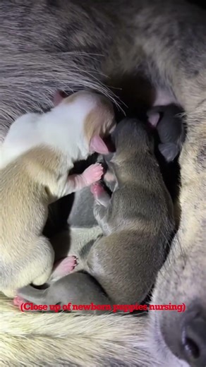 Restoring Faith in Humanity: Emotional Animal Rescues You Won’t Forget 🐾