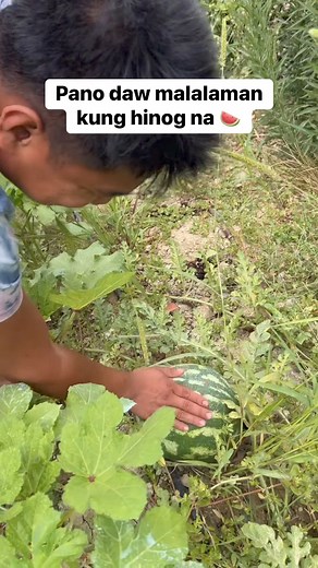 Pano daw malalaman kung hinog na #freshfood #nature #farm #mammeydaddey #italy #ofw #pinoy | Cuasay Rhonald