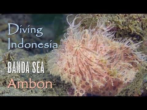 Wonderful Diving in Ambon | Banda Sea and Spice Islands | Ambon Dive Resort | Indonesia 2025 | 4K