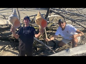 Seashell hunting in Hervey Bay! I found 100+ MOON SNAIL shells! Beach combing at low tide!