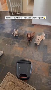 Sans parler du teckel tout à gauche qui se prends des coups de queue dans la tête 😭 CD : @paigeszoo6 sur TikTok — Pour ceux souhaitant adopter un teckel, nous avons conçu un guide complet sur la race ⤵️ - Préparation à l’adoption - Recommandation d’élevages - Accueil à la maison, éducation Et d’autres chapitres pour vous aider à réussir votre adoption sans stress ! 👉 Disponible en cliquant sur le lien en bio ou sur www.teckeltrotteur.com #teckel #teckeltrotteur #teckelofinstagram #teckelpuppy 