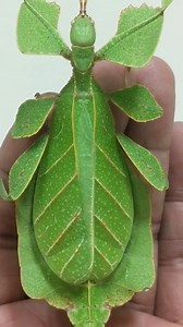 An awesome leaves 🌿 #macro_dix #insects | Dix Balino