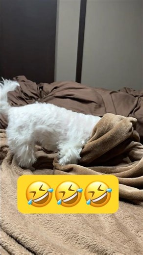 This is what happens when you have a strong play style 🤣🤣🤣 #shorts #cutedog #maltese