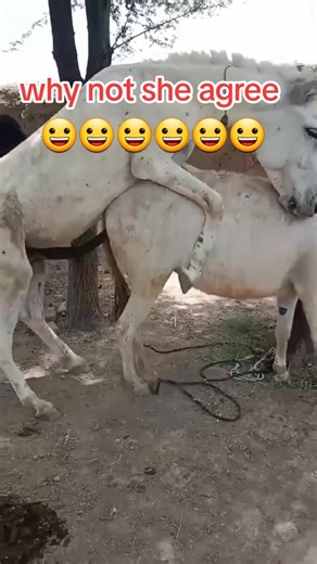 Black And very biggest Urethra Donkey mating amazing scene🤪🤪🤪🤪🤪 Female crying #fyp #Fuk #Millionsviews #xxl #sexyvidio #hot #fypppp #