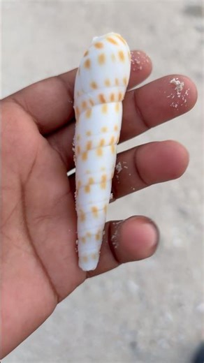 Find a conchsell #conchshell #korisell #shell