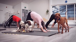 Introducing a brand new fitness class to our timetable…Doga (yes, that’s dog-yoga!!) 😍🐶🧘 A mixture of a traditional Vinyasa Flow practice with special moves for both you and your dog to try together (obviously the downward dog is a very popular pose😆🙏), we guarantee you won’t stop smiling through the entire class with all types of doggos running around! Who would love to try this?! Check out the timetable and book your doga class here: https://www.atlanticreach.co.uk/cornwall-leisure-club/e