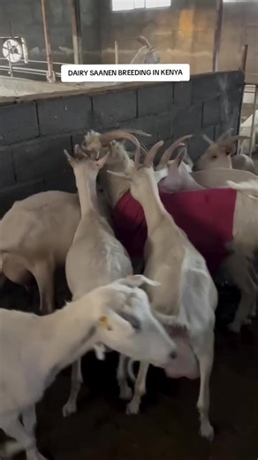 Synchronizing Estrus in Dairy Saanen Goats