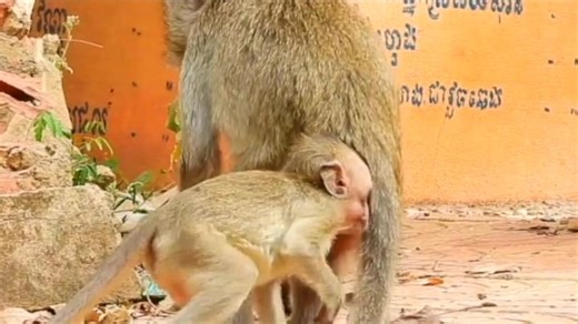 Poor baby monkey is blind