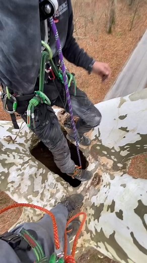 145K views · 1.5K reactions | When the tree climbing job turns into a cave exploring expedition.  "This American sycamore is hollow all the way to the ground—so naturally, we had to rappel through it." - @_trevi Who else has taken a plunge into the depths of a tree?  Instagram: @_trevi #ArbAdventure #ArboristLife #TreeCare | Sherrilltree | Facebook