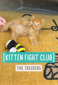 146K views · 14K reactions | Kitten Fight Club — Training Day The new kitten, “Bumble Billy Bee Cornbread Bob” (I still haven't decided on his name!), is hard at work preparing for KFC—Kitten Fight Club. He’s still a little uncoordinated, but he’s already coming up with some impressive moves. Now he just needs to get bigger and stronger before he can face the fearless Mango Tango! KFC with the fruit bowl: https://www.facebook.com/watch/?v=816291124176576 | Bordernerd | Facebook