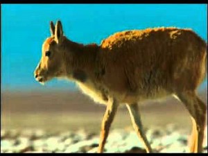 Opening To Walt Disney Animation Studios Short Films Collection 2015 Blu-Ray