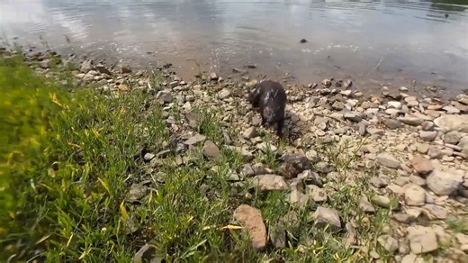 Rabid beaver attacks me in the river - almost got bitten