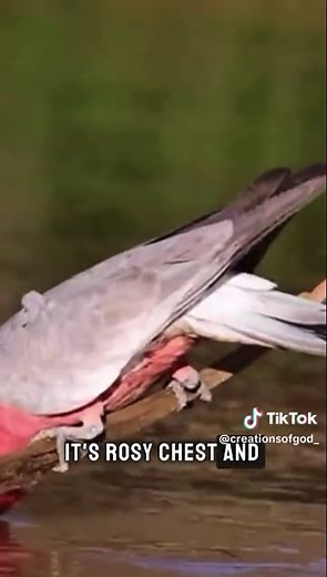 All About the Galah: Australia’s Beloved Cockatoo