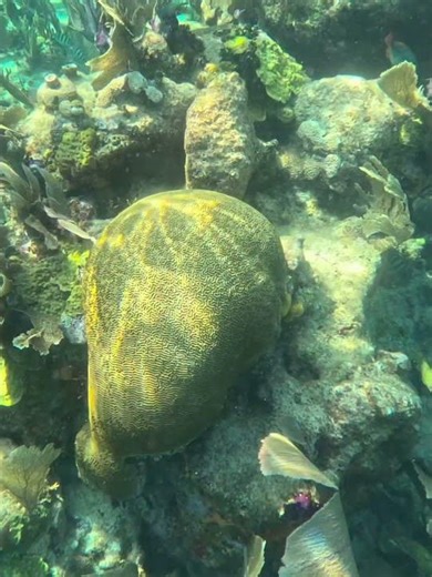 BRAIN CORAL appears to be pulsing electricity as sun shines down on it #braincoral #coral
