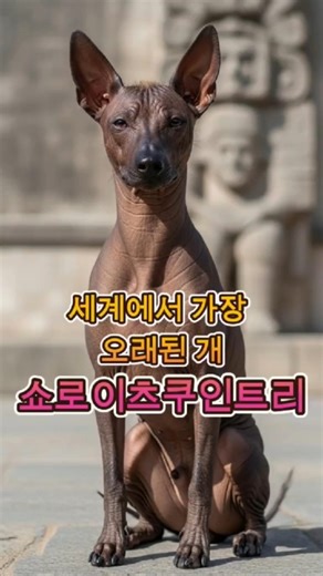 The identity of the world's oldest dog #Xoloitzcuintli #Hairlessdog #Mexicannativedog #Azteccivil...