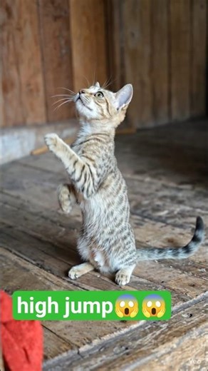 "Epic Cat Jump 🥰| Adorable Cat Tricks #Shorts #ViralCats#ytshorts #viralvideo #souravjoshivlogs