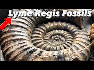 Surprise😮Fossil Finds On The Beach!#fossilhunting #beachfossils#ammonite
