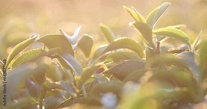 Green tea tree leaves field Fresh young tender bud herbal in farm on summer morning. Sunlight Green tea tree plant camellia sinensis in organic farm. Close up Tree tea plant green nature in morning
