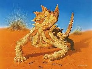 Wildlife - Desert Sahara