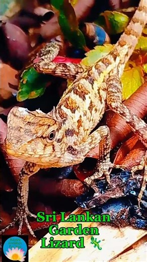 Wildlife Reptile | Sri Lankan Garden Lizard 🦎 #Shorts