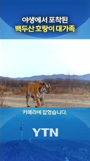 무려 6마리가 '어슬렁' #shorts / YTN