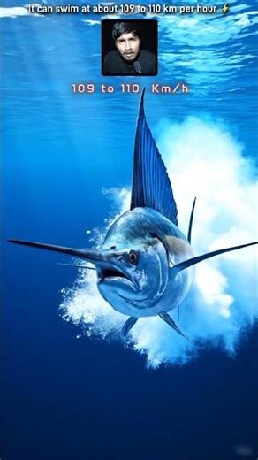 sailfish fastest swimming fish in the world. 🐟💨🌊