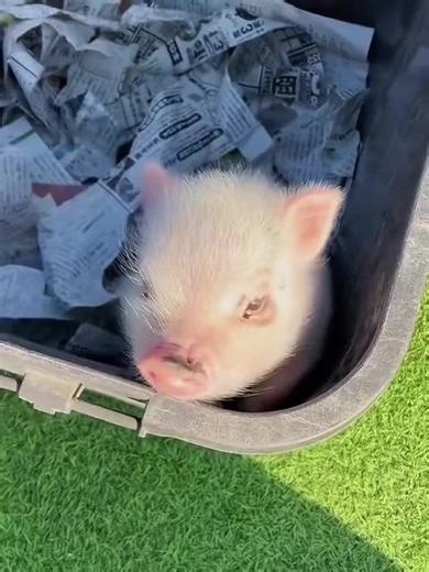 Adorable Miniature Pig Captures Hearts