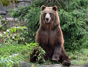 Jebbie the grizzly bear ‘very happy’ at wildlife sanctuary, Detroit Zoo says