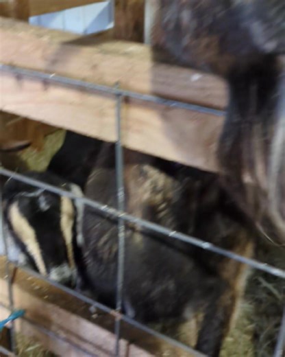 My little girls are in the barn with Nya after she fell down a few times. She is almost 13 years old. Since making this video she now can no longer stand. It's sad to see my first goats get old. I miss my Gingy Girl and now her sister is going downhill fast. I give her lots of love and keep her comfortable. Mae and Willow are keeping her company during this time. | Conley Farm