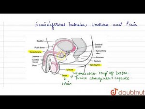 Draw a labeled diagram of male reproductive system.