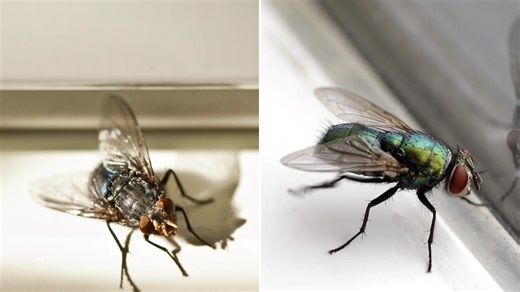 I can leave my doors open all day & no flies come in thanks to an £8 Amazon buy