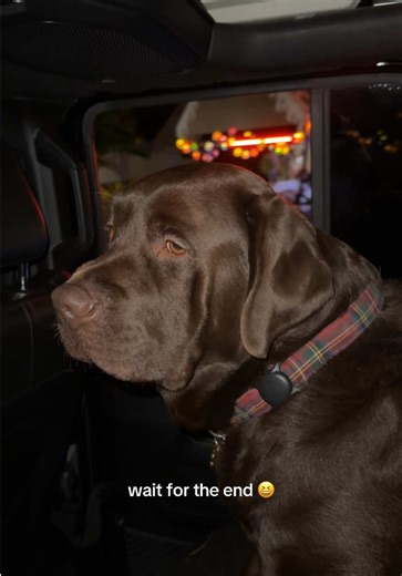 Humorous Reactions to a Sexy Gingerbread Man