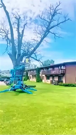 This Tree Took 60 Years to Grow — 60 Seconds to Fall#satisfying #fyb #tree #satisfyingvideo