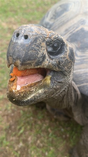 11K views · 382 reactions | Tis the season to ​​shell-ebrate moms, dads and grads!  Give them an unforgettable experience: the return of our Giant Tortoise Backstage Pass tour! You’ll go behind the scenes to meet our giant tortoises and get to feed these gentle giants.  Book your tour ➡ www.nashvillezoo.org/backstage | Nashville Zoo | Facebook