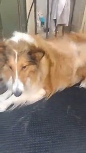 Hope is 1 of our rough Collies ,she was in for her grooming and is a difficult dog to work with because it's taking her a long time to get over the trauma at the market but she was very brave with her make over. We have Lassie , Hope and Prince the rough collies and they was going to go to America but it's not possible now. The plan now is the UK , there is some fundraising going on in the background with people trying to help with the costings so there is a plan for these dogs in place that eve