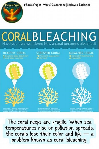 World Classroom! | Coral bleaching