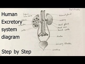 Draw human excretory system diagram step by step for beginners | School assignment | CBSE drawings
